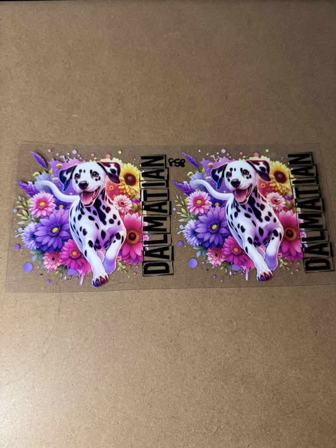 858 Dalmatian