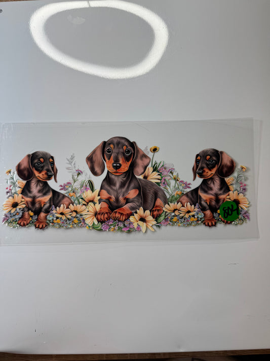 Dachshund 804